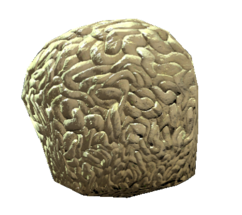 Fichier:Brain fungus.png