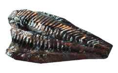 Fo4FH angler meat.png