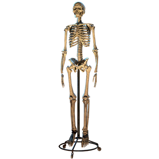 Fichier:Fo76 Squelette de Dr Fémur.png