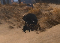 Fallout tactics rencontres speciales