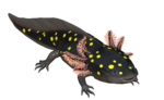 (Avril) Axolotl à pois