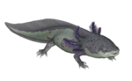 (Mars) Axolotl argileux