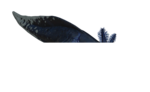 (Janvier) Axolotl charbon