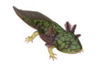 (Juillet) Axolotl écailleux