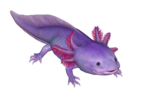 (Mai) Axolotl mauve