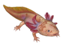 (Novembre) Axolotl moucheté