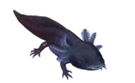 (Septembre) Axolotl ombreux