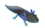 (Décembre) Axolotl pierreux
