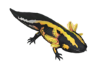 (Août) Axolotl rayé