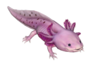 (Février) Axolotl rose