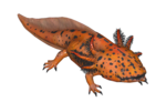 (Octobre) Axolotl tacheté