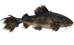 Barbillons-de-Sang