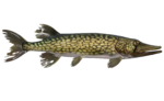 Brochet à chaîne