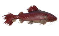 Broyeur d'organes