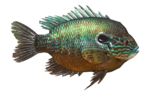 Dorécaille
