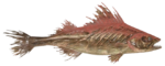 Œiltorve flétri