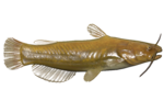 Poisson-chat jaune