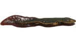 Poisson-gobeur