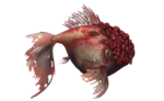Poisson cloque