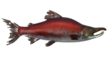 Saumon fumeux